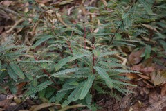 Phyllanthus talbotii